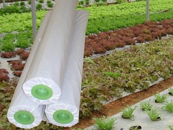 Quy cách của màng PE dùng trong nông nghiệp